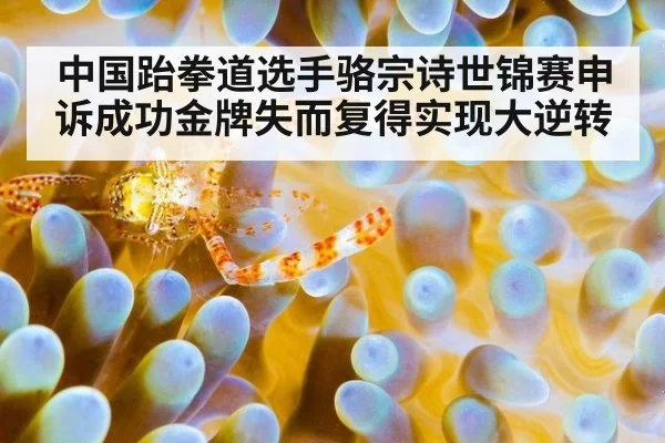中国跆拳道选手骆宗诗世锦赛申诉成功金牌失而复得实现大逆转
